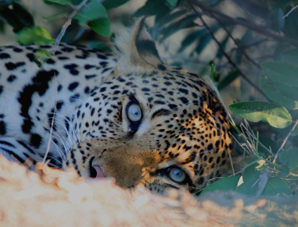 Kambaku Safari Lodge Заповедник Тимбавати Экстерьер фото